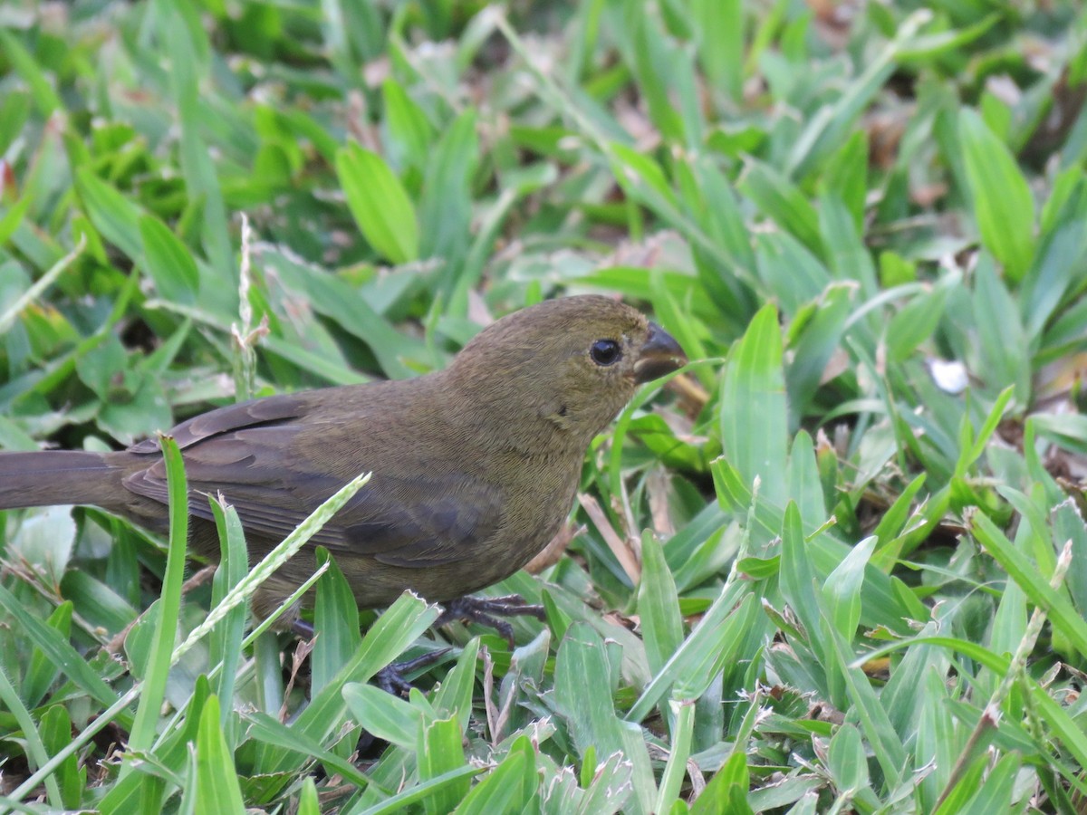 Variable Seedeater - ML211663551