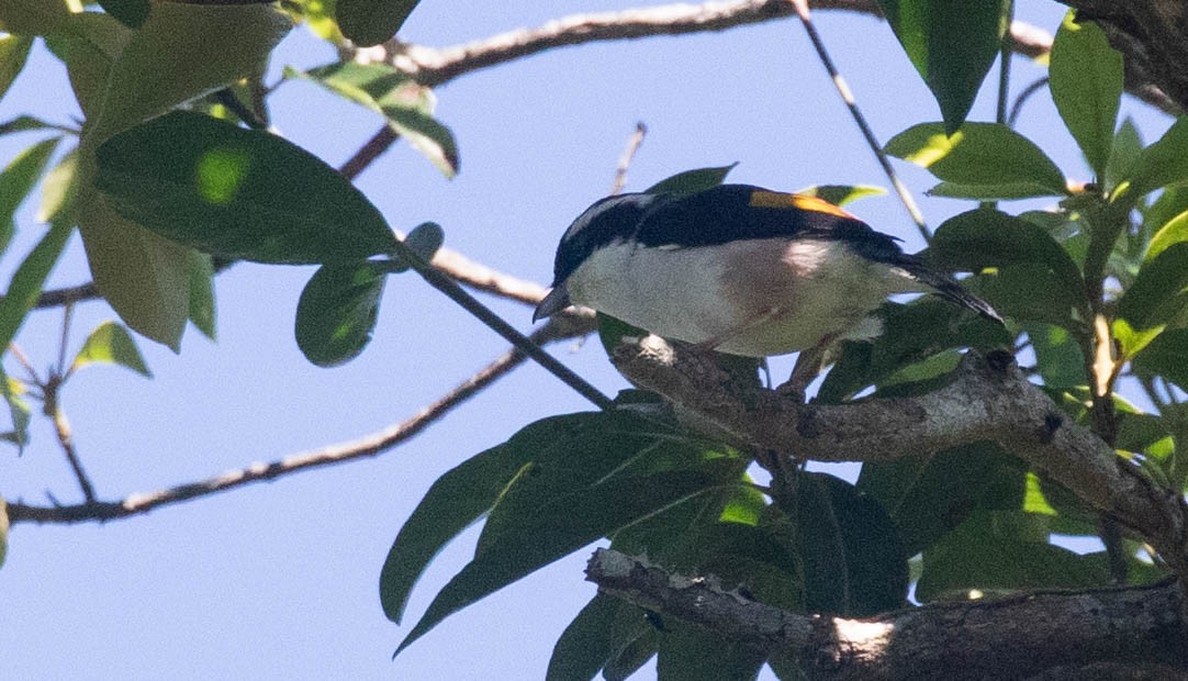 White-browed Shrike-Babbler (Dalat) - ML211667561