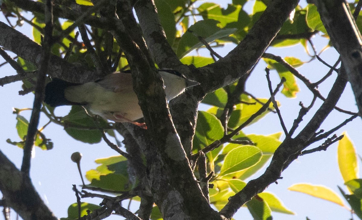 White-browed Shrike-Babbler (Dalat) - ML211667571
