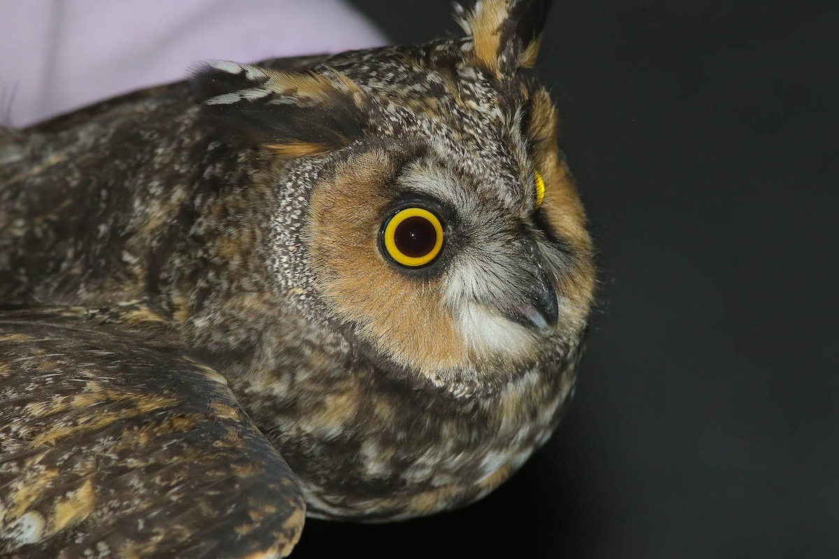 Long-eared Owl - Michael O'Brien