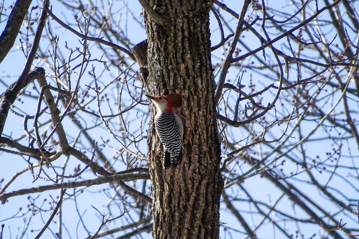 Red-bellied Woodpecker - ML211670291