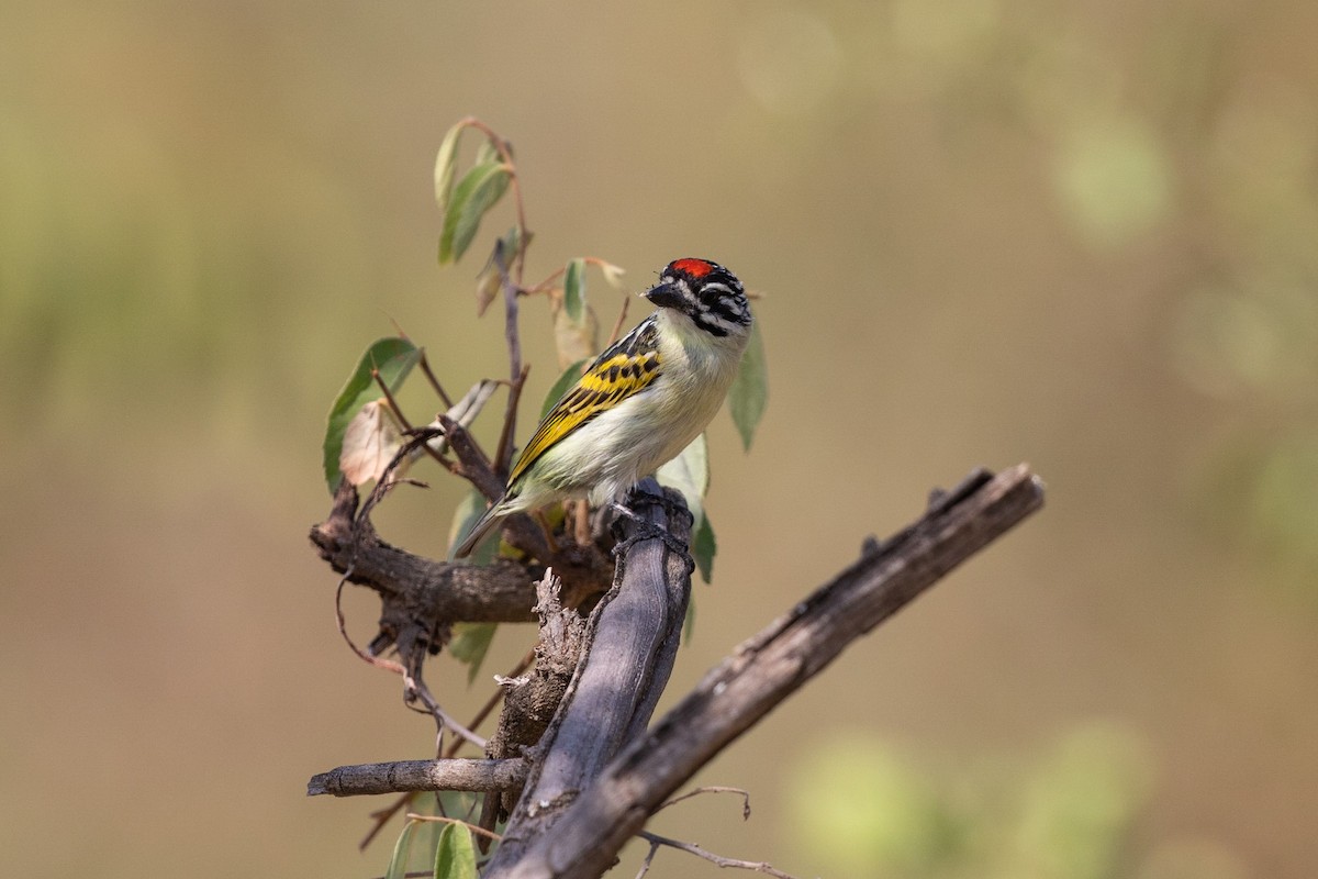 Red-fronted Tinkerbird - ML211670551