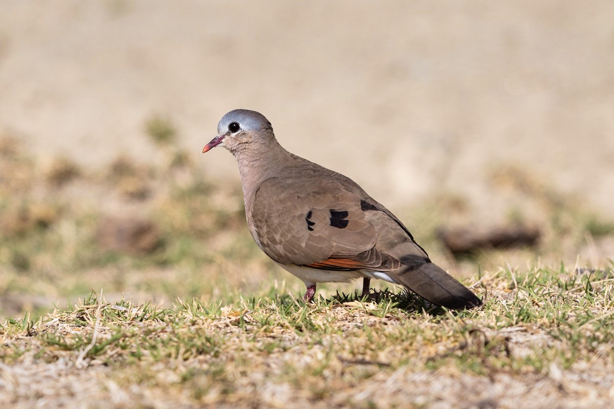 Blue-spotted Wood-Dove - ML211670601
