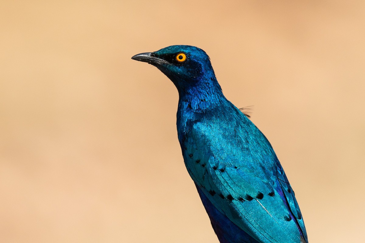 Greater Blue-eared Starling - ML211671421