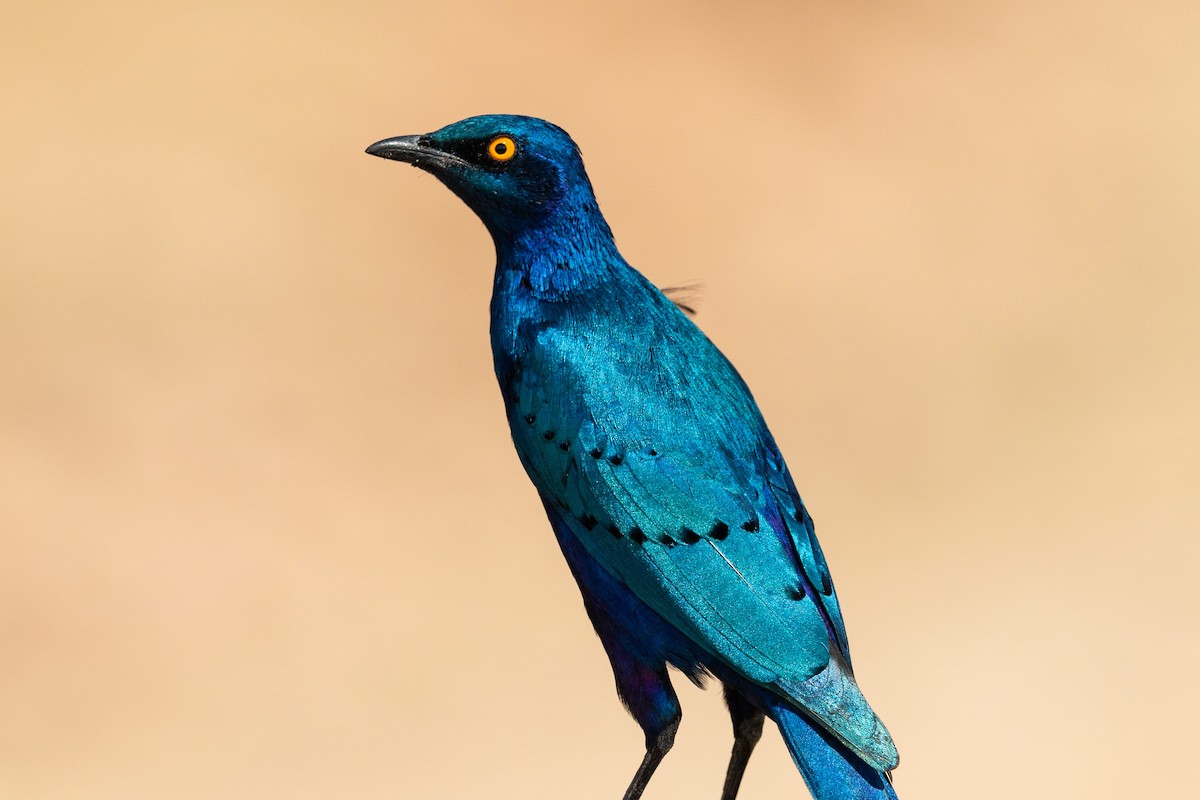 Greater Blue-eared Starling - ML211671441