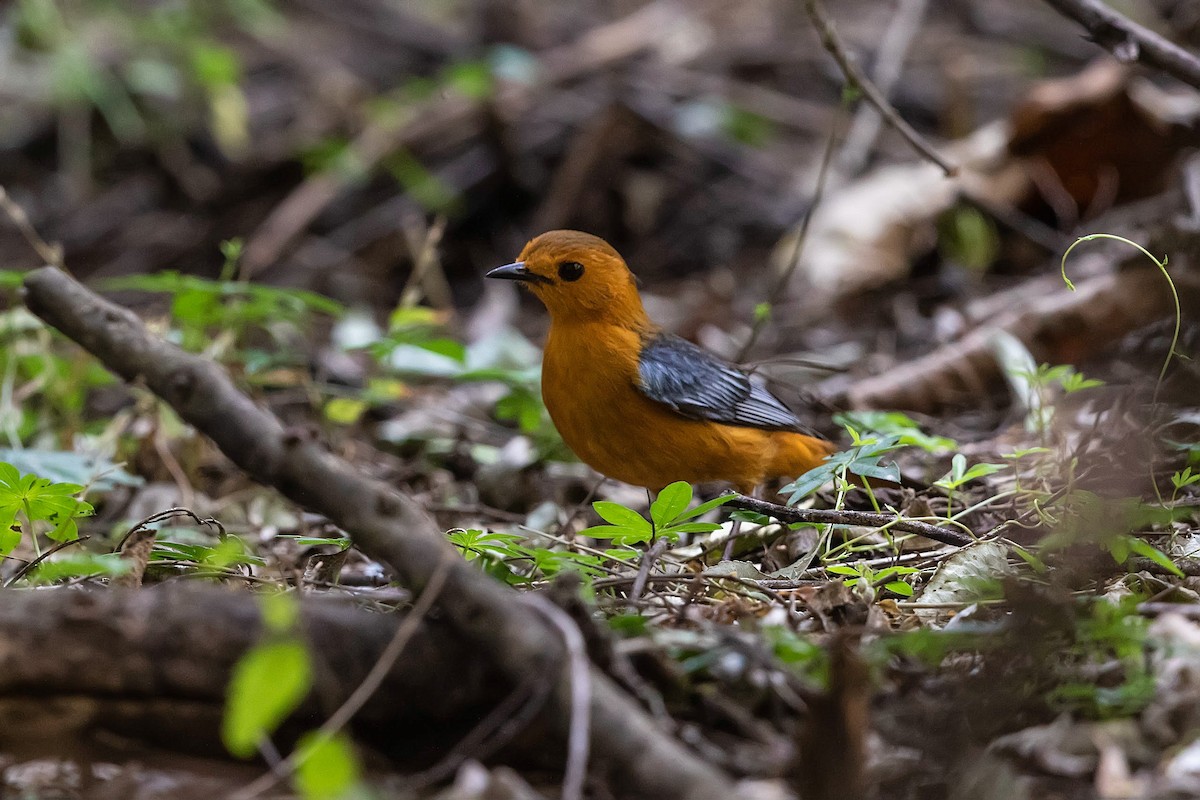 Red-capped Robin-Chat - ML211671671