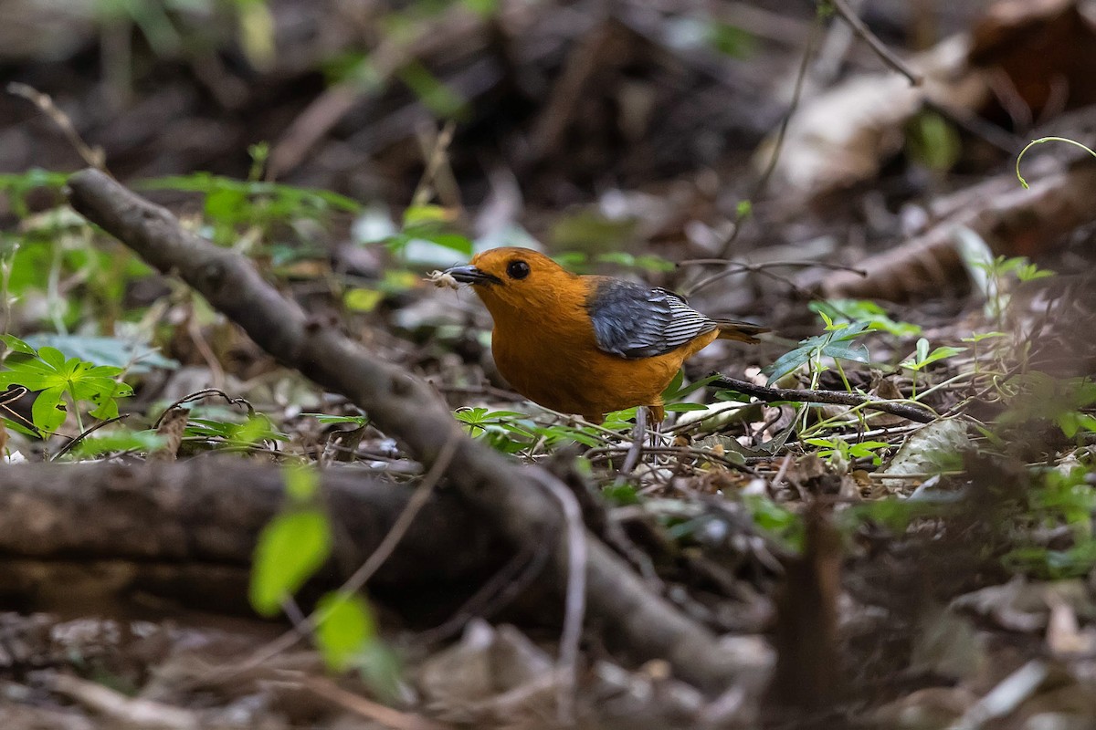 Red-capped Robin-Chat - ML211671691