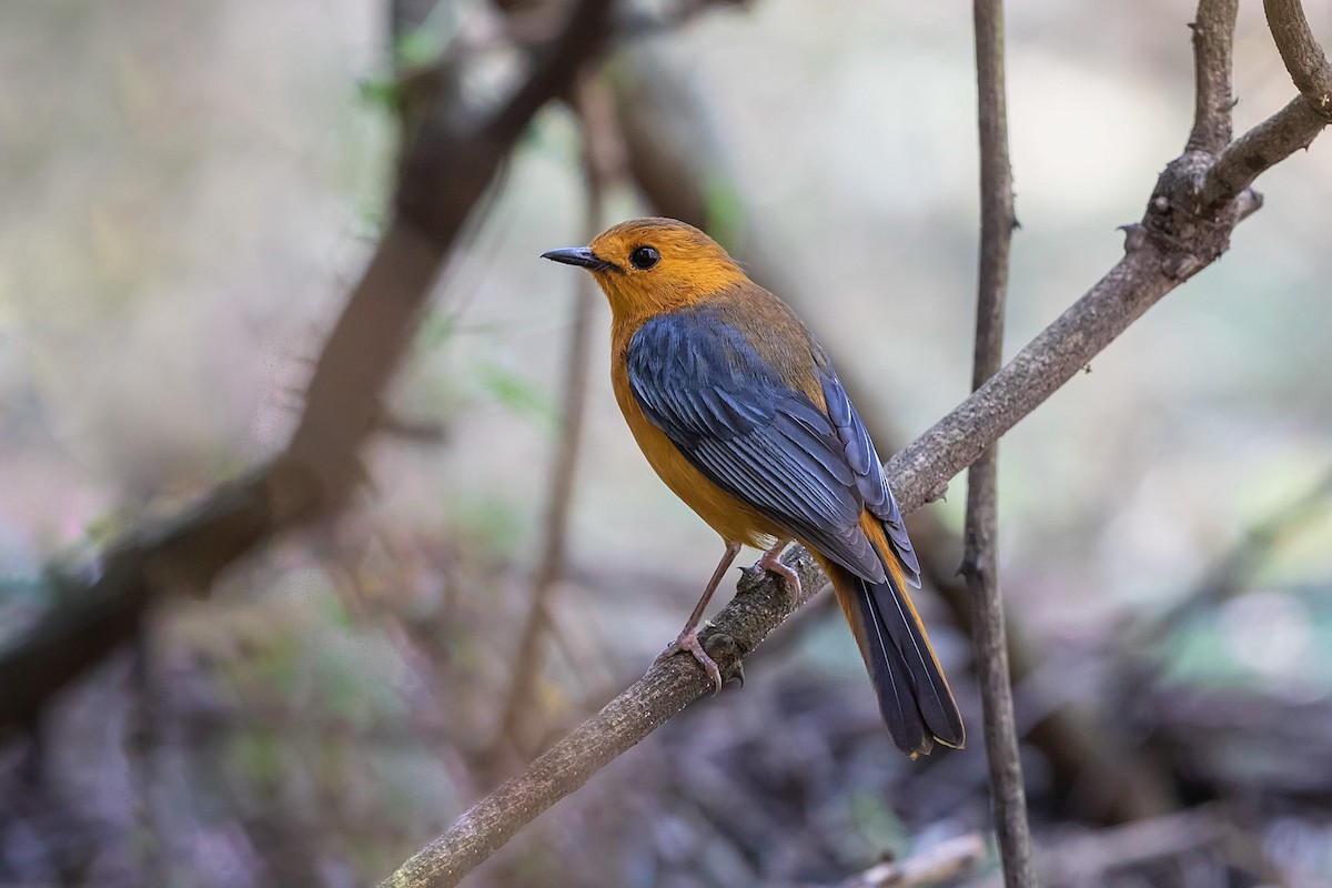 Red-capped Robin-Chat - ML211671711