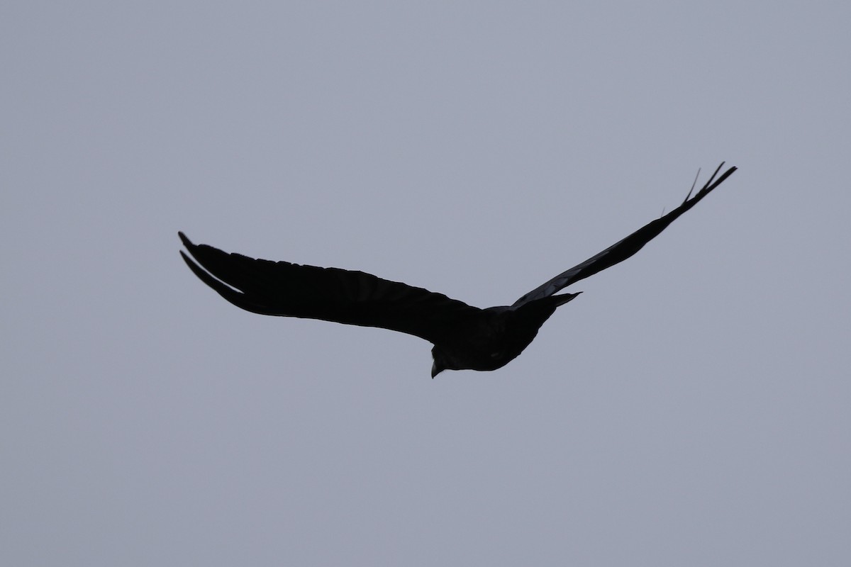 Common Raven - Gord Watts