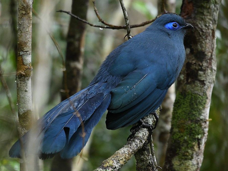 Blue Coua - Supaporn Teamwong