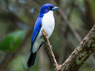 Artamie azurée - eBird