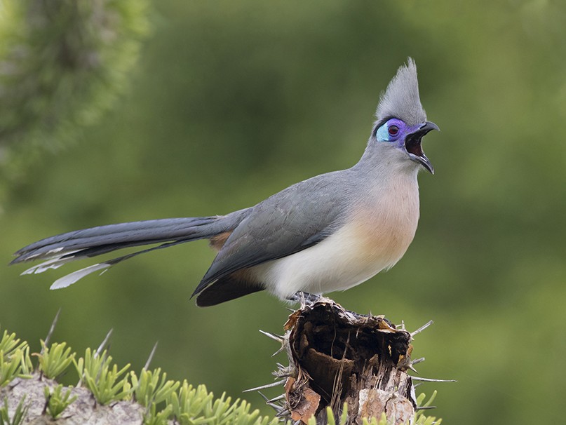 Crested Coua - Zak Pohlen