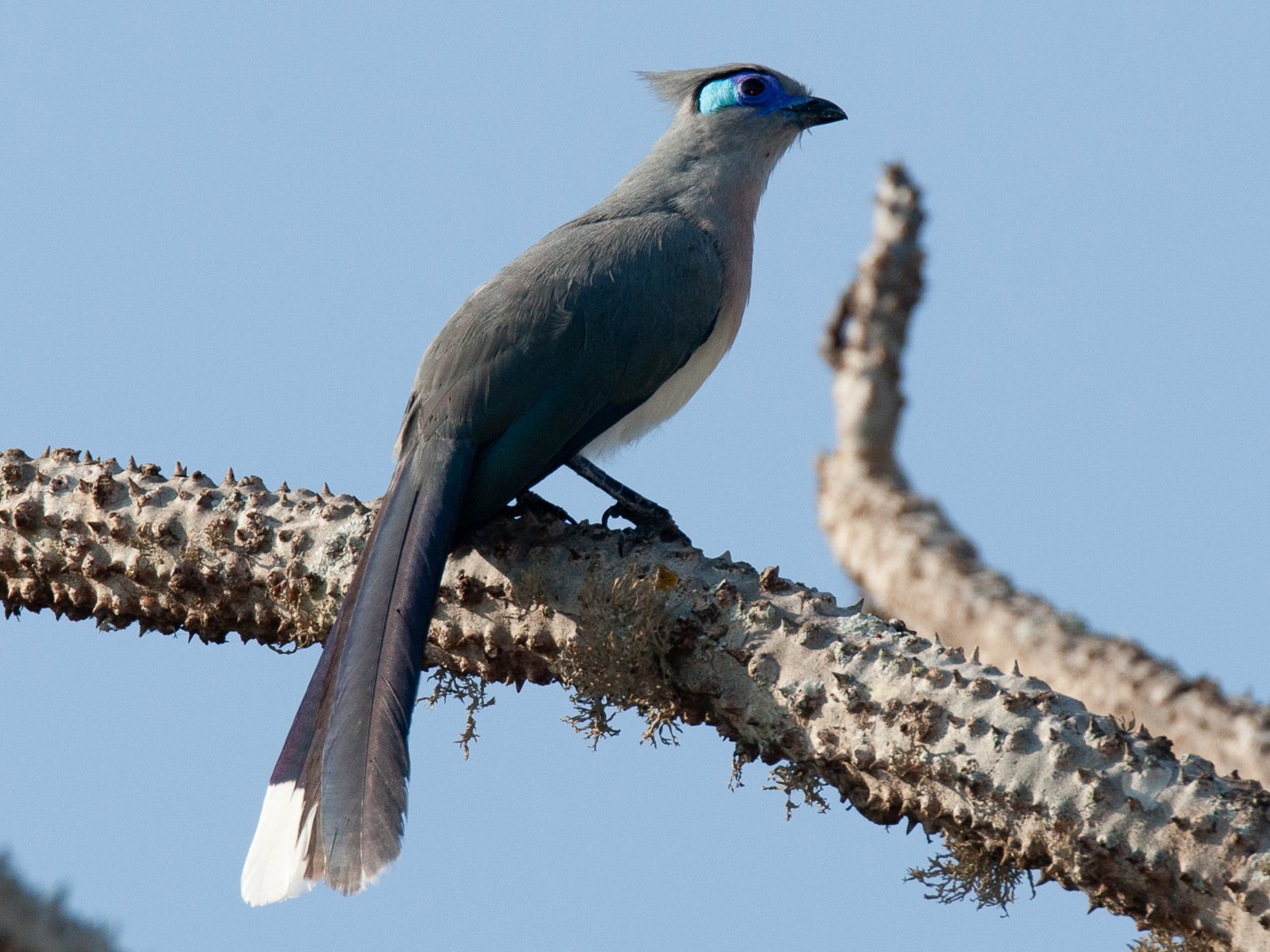 The Crested Coua A Vision of Elegance with Black and White Contrast