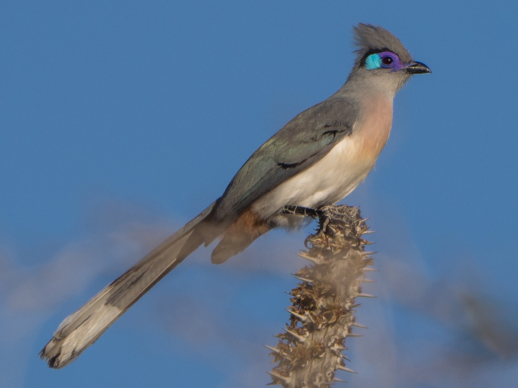 Crested Coua - James Moore (Maryland)