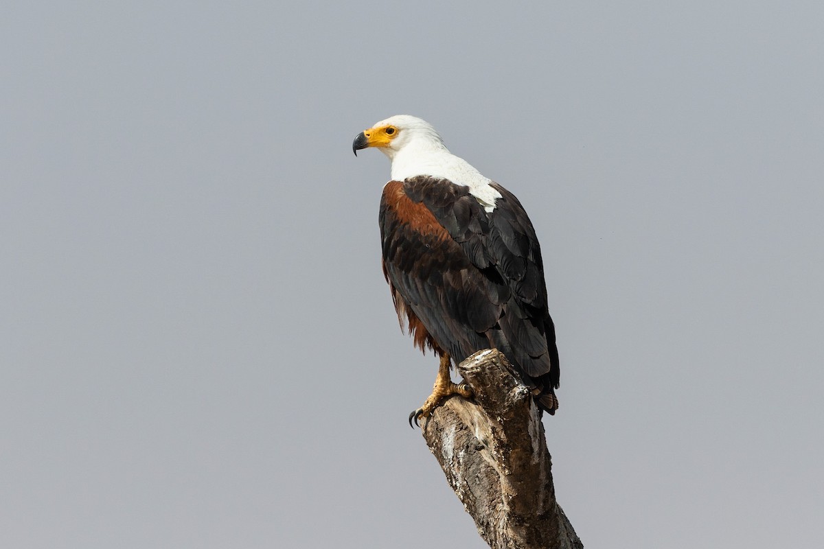 African Fish-Eagle - ML211674601