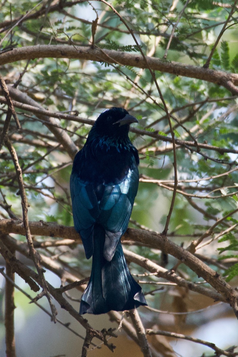 Hair-crested Drongo - Punit Mehta