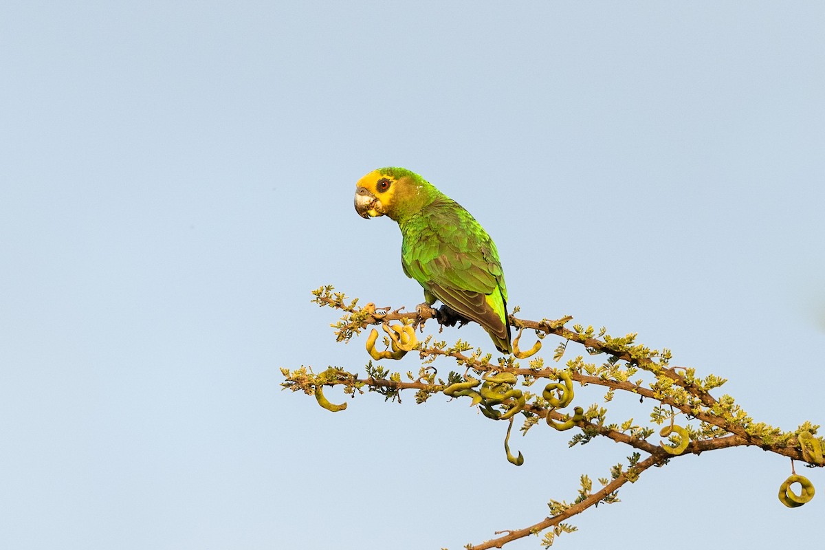 Yellow-fronted Parrot - Stefan Hirsch