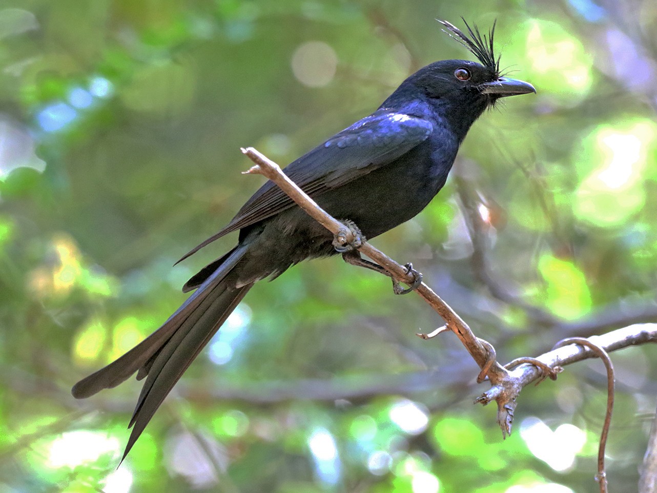 Crested Drongo - Charley Hesse TROPICAL BIRDING