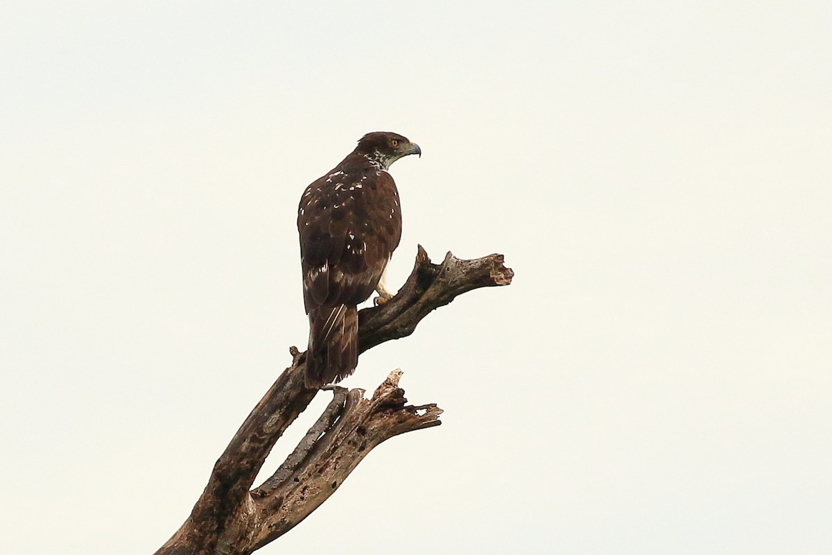 African Hawk-Eagle - Michael Ortner