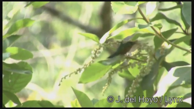Colibri d'Oaxaca - ML211677741