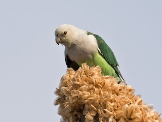 カルカヤインコ - eBird