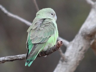 カルカヤインコ - eBird