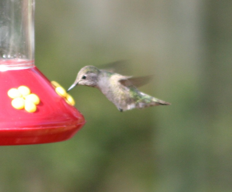 Anna's Hummingbird - ML211680091
