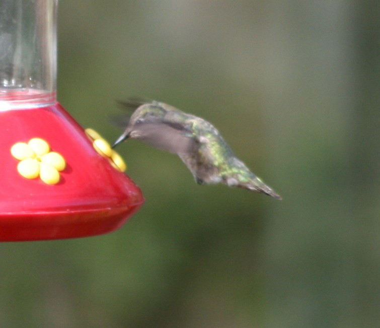 Anna's Hummingbird - Paul Sellin