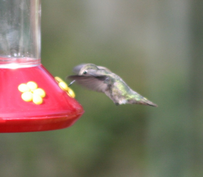 Anna's Hummingbird - ML211680391