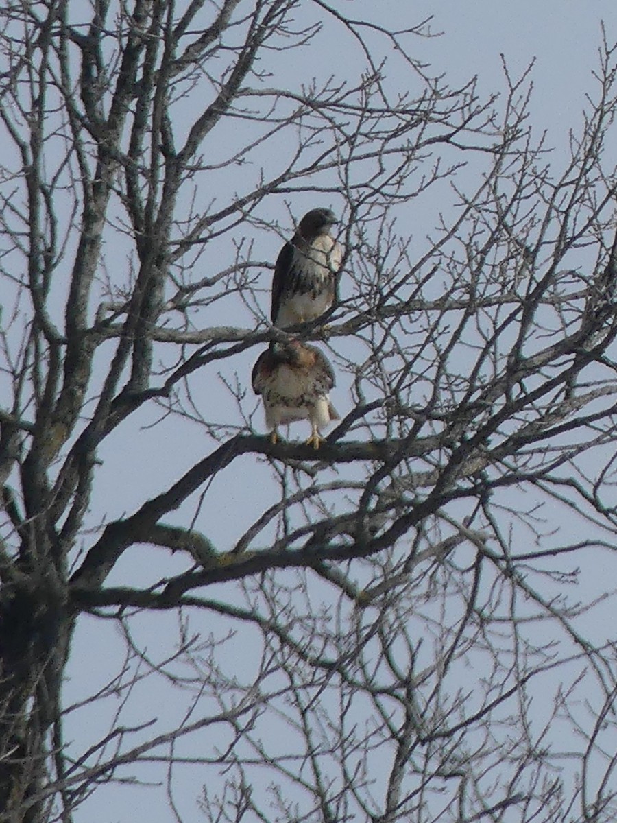 Red-tailed Hawk - ML211683691