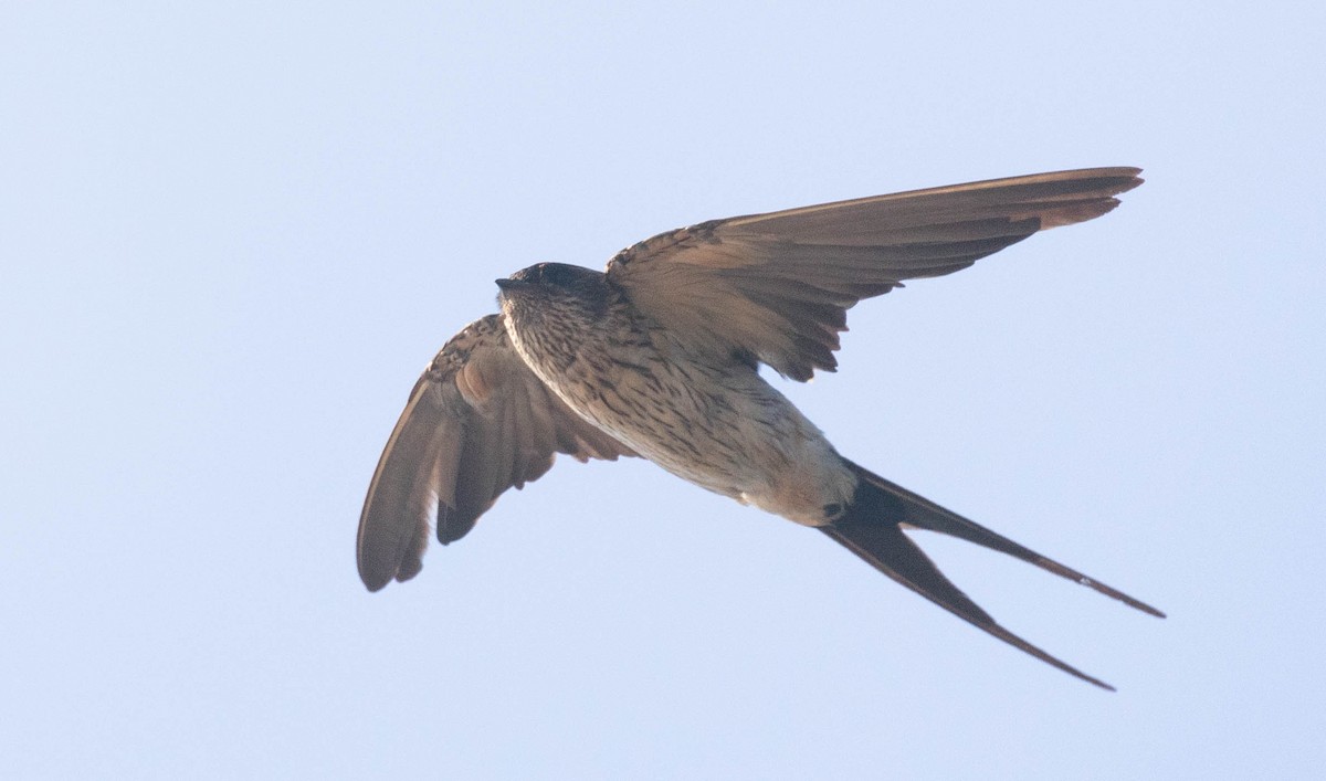 Red-rumped/Striated Swallow - ML211685341