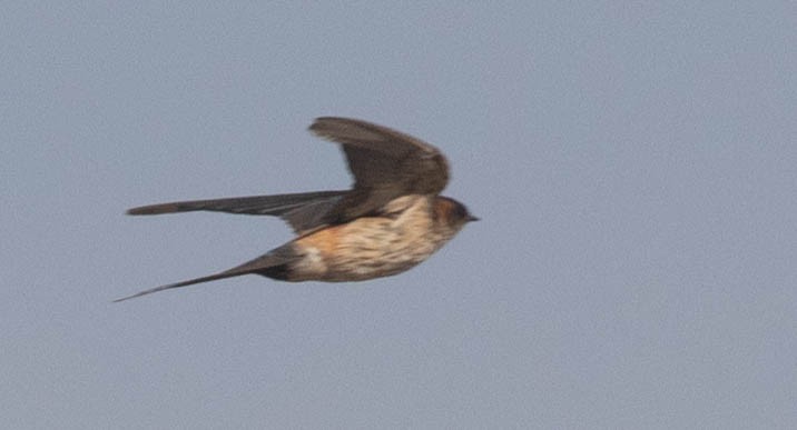 Red-rumped/Striated Swallow - ML211685351