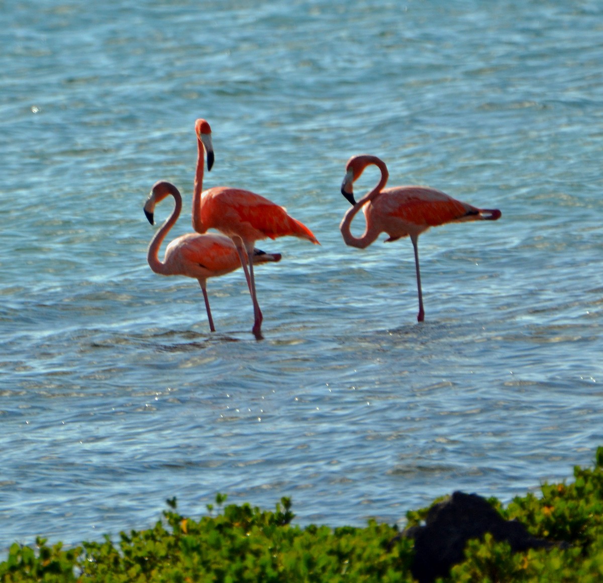 Amerika Flamingosu - ML21168801