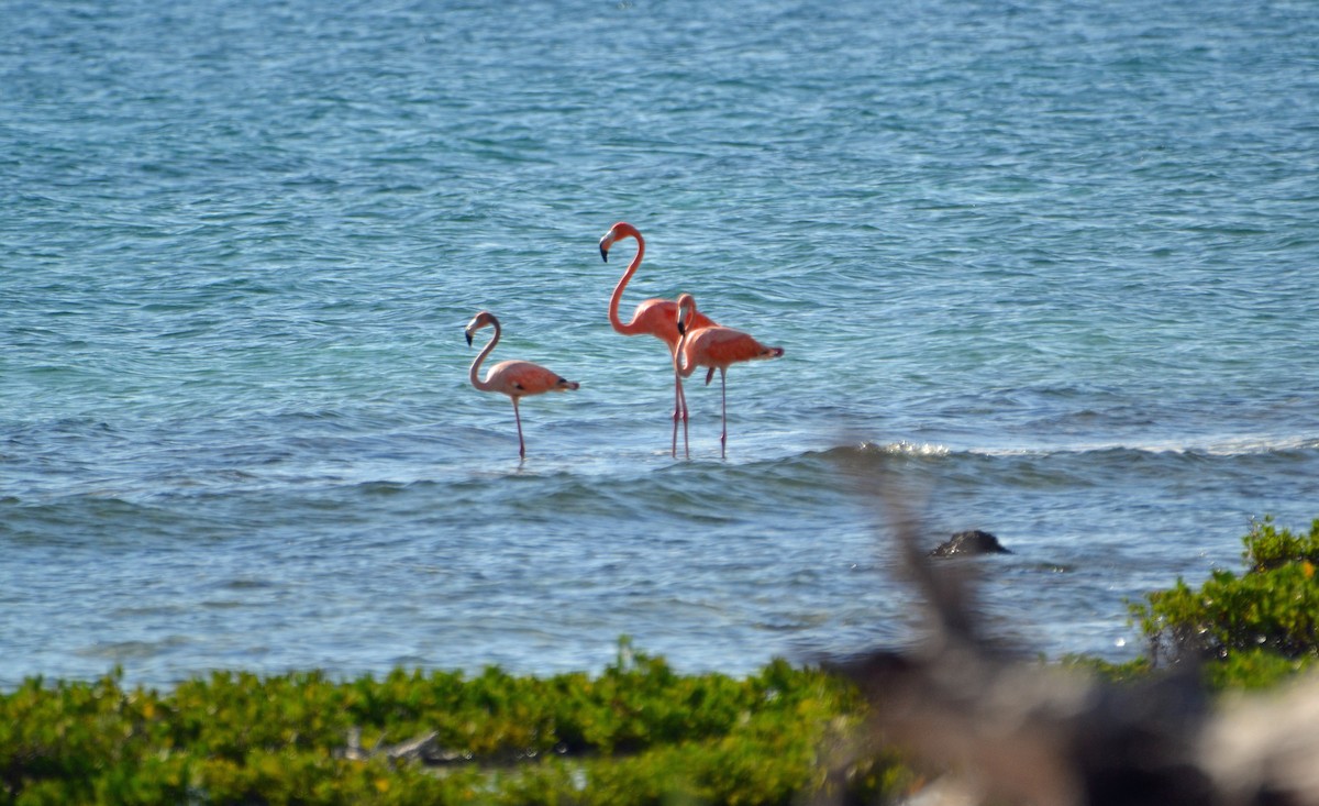 Amerika Flamingosu - ML21168961