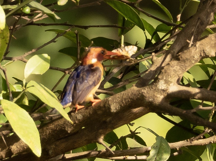 African Pygmy Kingfisher - John Tebbet