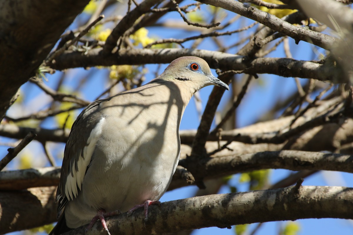 White-winged Dove - ML211690621