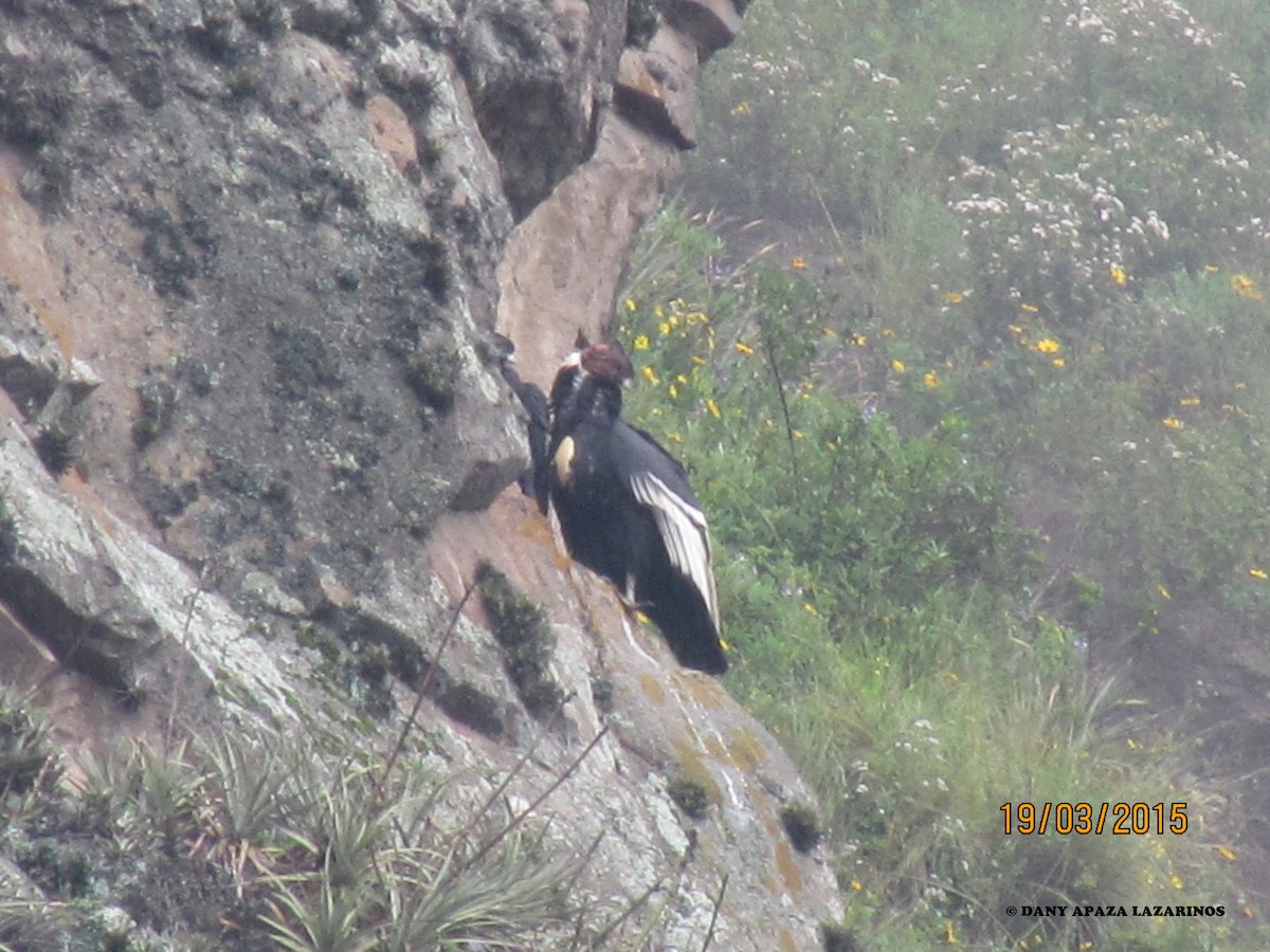 Andean Condor - ML21169341