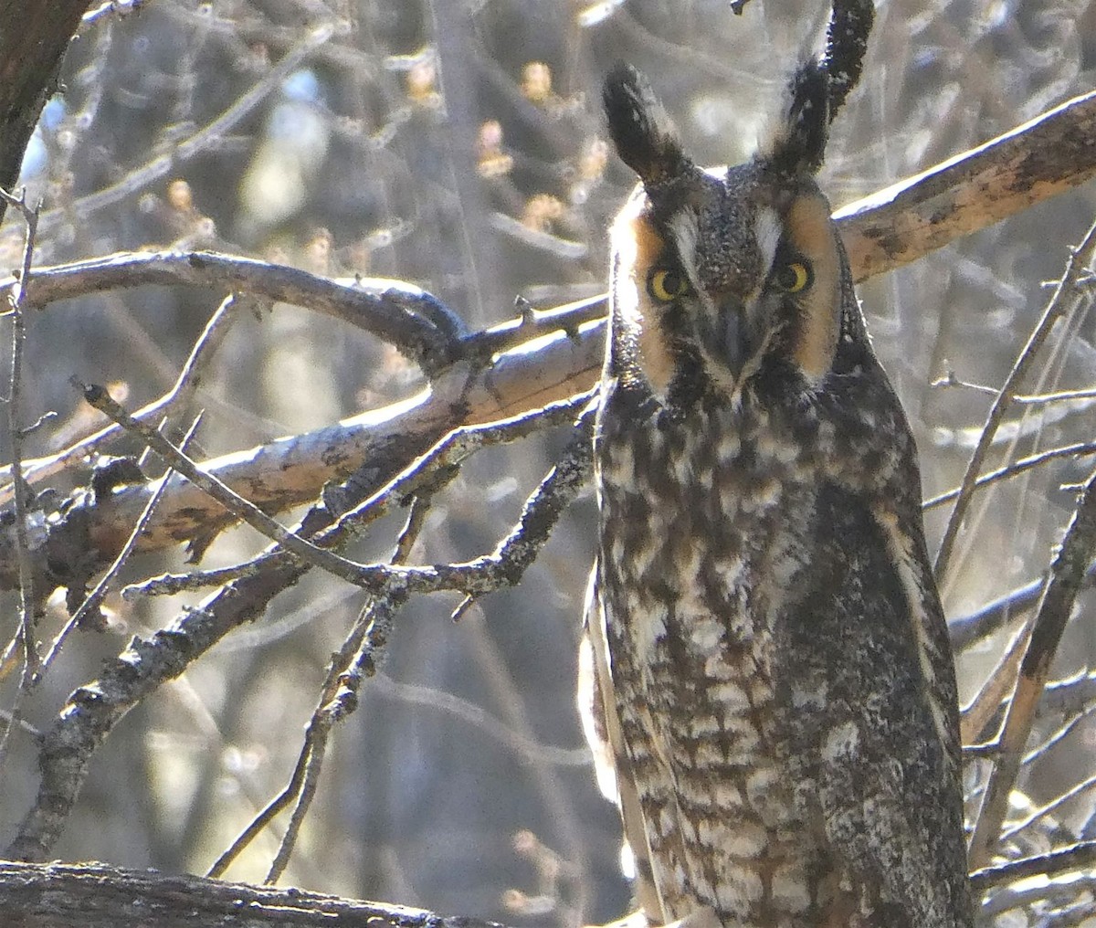 Long-eared Owl - Robert Keiffer