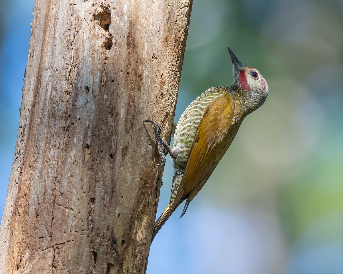 Gray-crowned Woodpecker - Jeremy Coleman