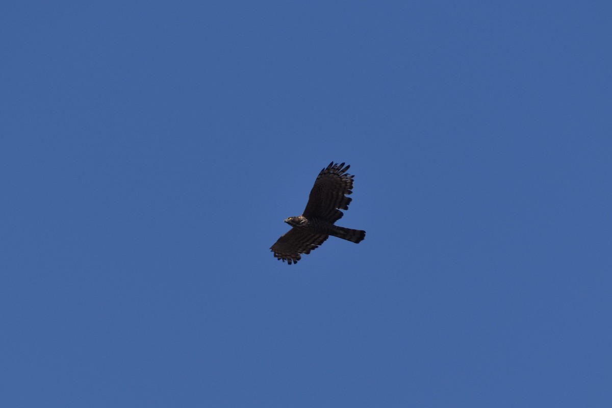 Mountain Hawk-Eagle - Samakshi Tiwari