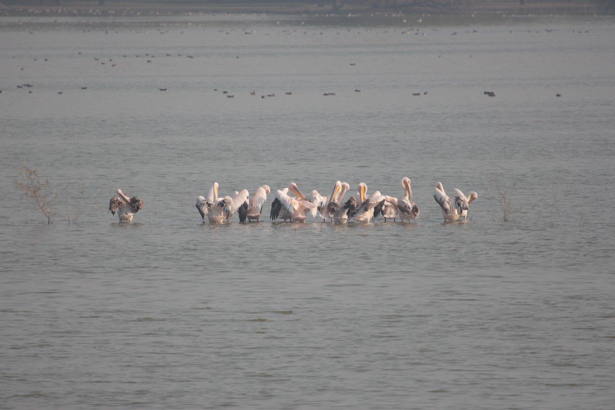 pelican sp. - PARTH PARIKH