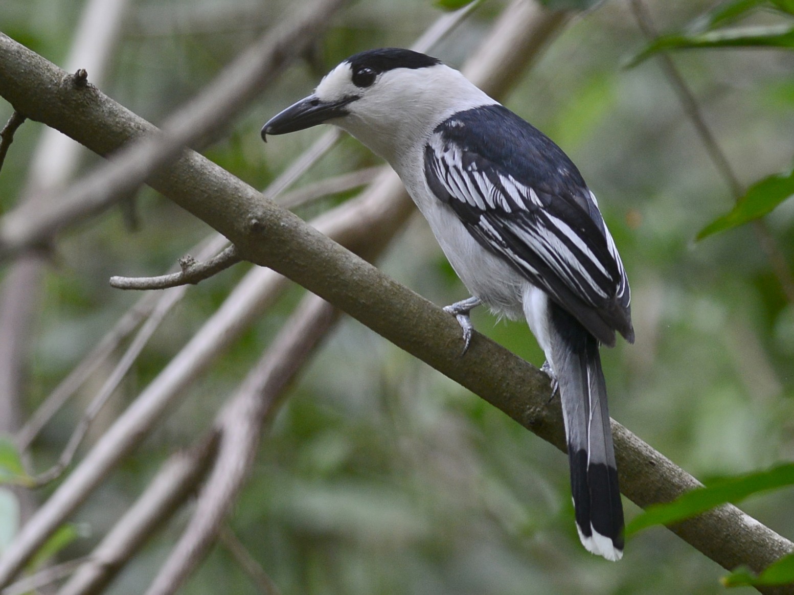 Hook-billed Vanga - eBird
