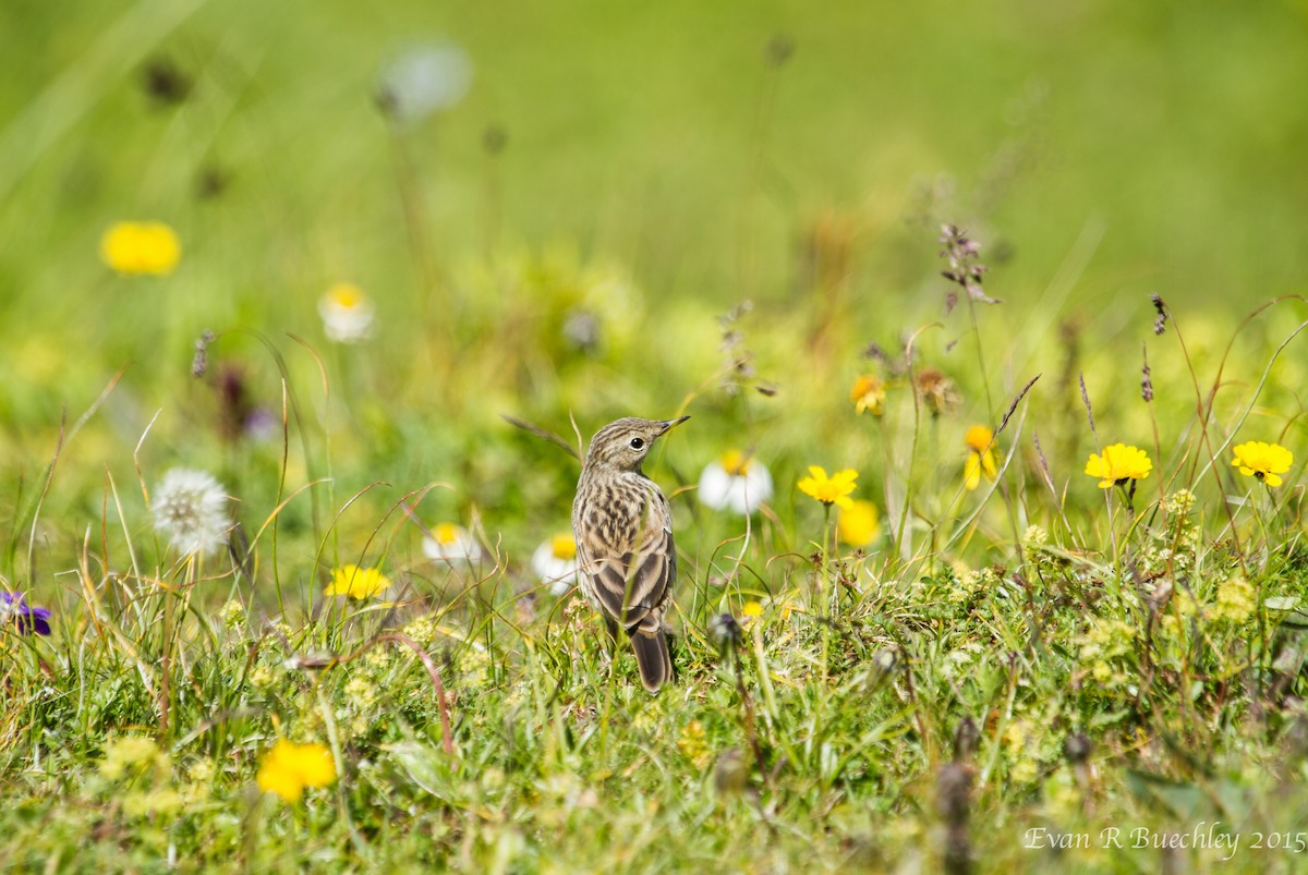 Meadow Pipit - ML21170121