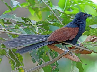 นกเต็มวัยในฤดูผสมพันธุ์ - Nigel Voaden - ML211705651