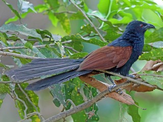 繁殖期の成鳥 - Nigel Voaden - ML211705651