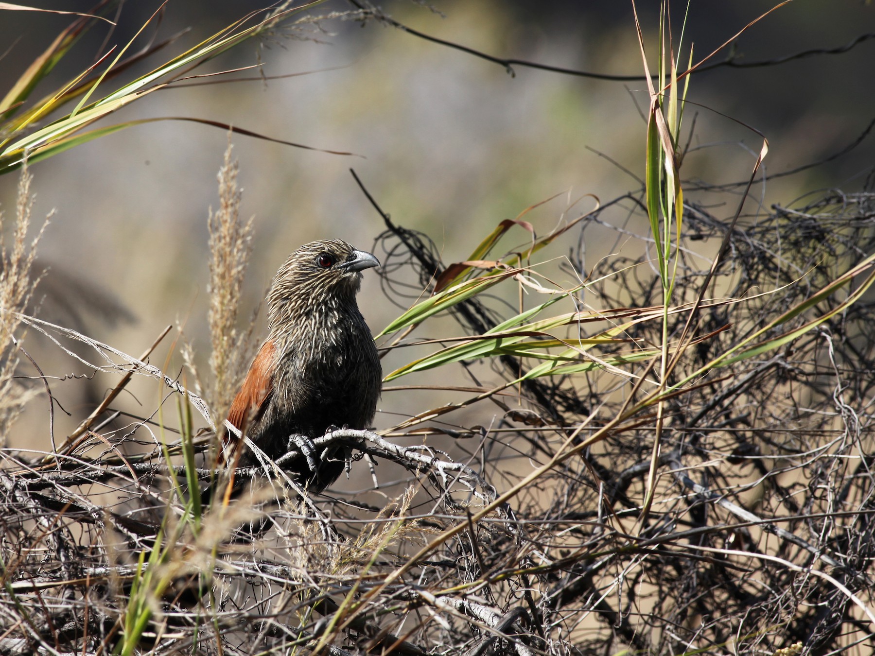Malagasy Coucal - Scott (瑞興) LIN(林)