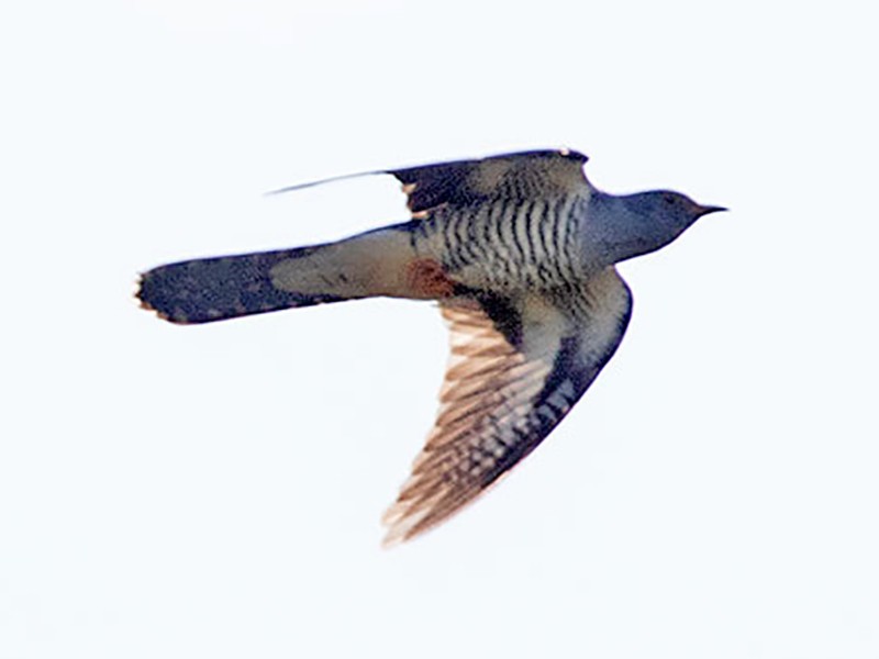 Madagascar Cuckoo - Arthur Grosset