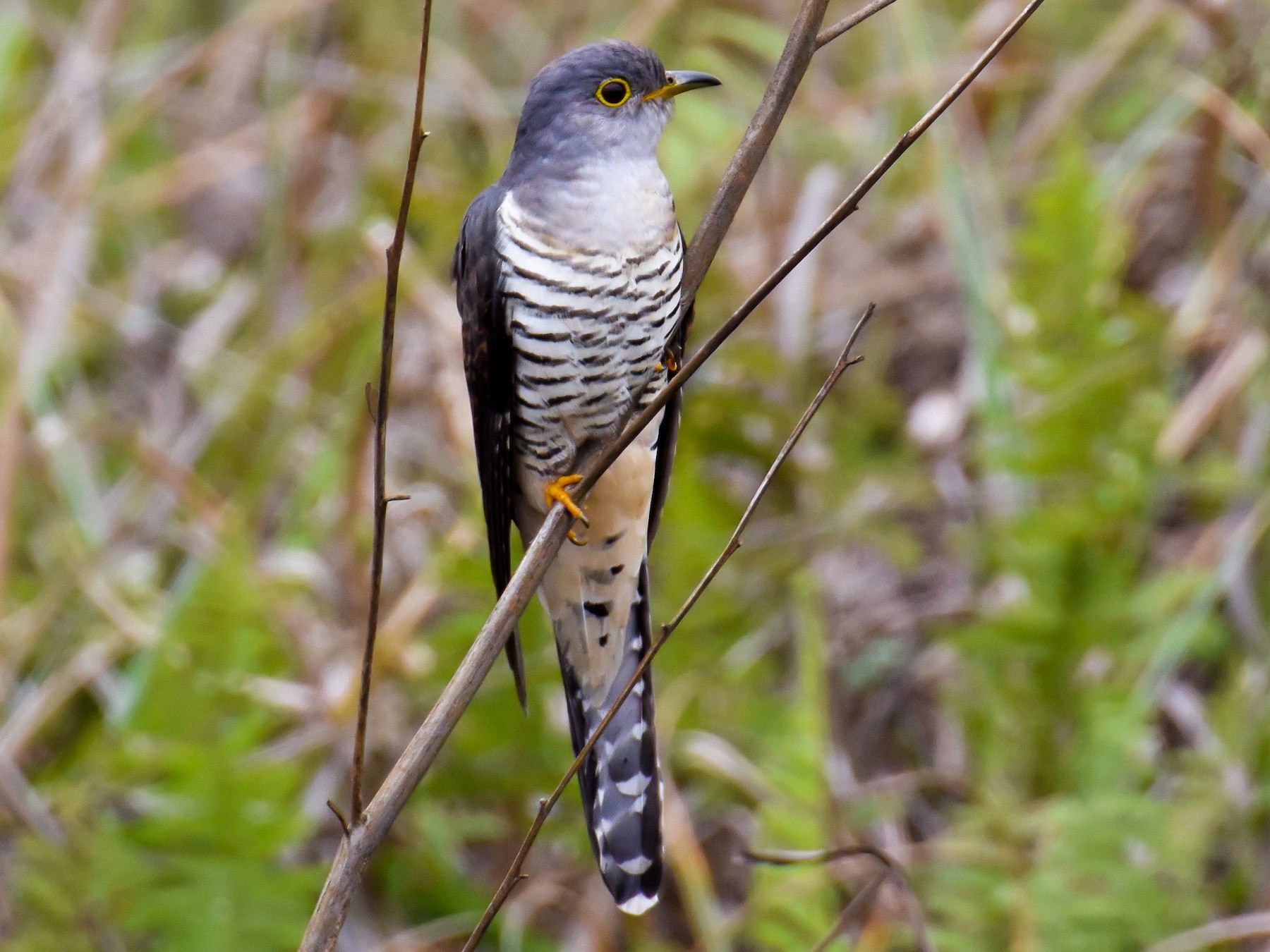 Madagascar Cuckoo - Giuseppe Citino