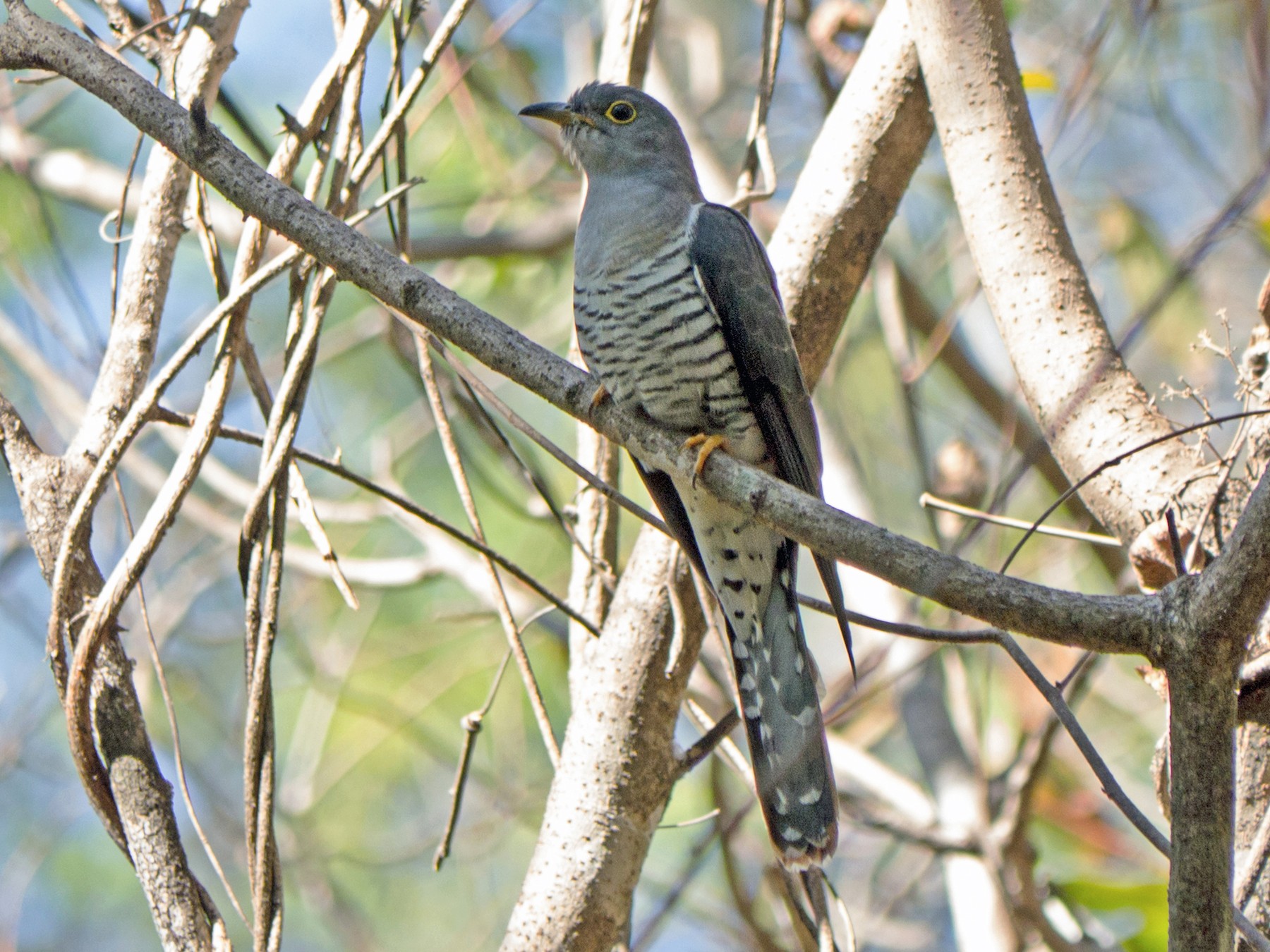 Madagascar Cuckoo - Andrew Wilson
