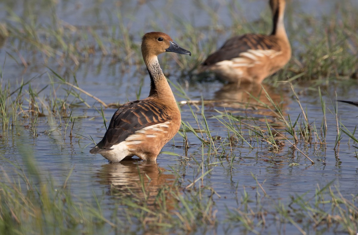 Fulvous Whistling-Duck - ML211706041